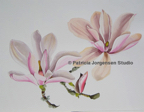 BIRR MAGNOLIAS:two flowers and bud, I.S:23x31 F.S:43x51cm Waterc