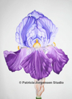 BLUE IRIS HEAD, I.S: 72cmx53cm, F.S: 108cmx88cm Watercolour ‚Ç¨5