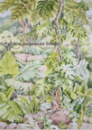 MONSTERA ON FERN TREE, I.S:50x34cm F.S:70x54cm Watercolour ‚Ç¨2,