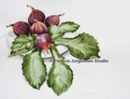 PLATE OF FIGS, I.S:34x39cm F.S:54x59cm Watercolour ‚Ç¨2,000