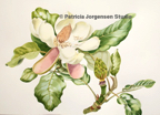 MAGNOLIA DELAVAY(2), I.S:45x60cm F.S:68x81cm Watercolour ‚Ç¨4,00