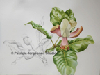 BIRR MAGNOLIA AND DRAWING, I.S:45x60cm F.S:68x81cm Watercolour a