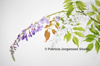 WISTERIA, I.S:47x34cm F.S:66x54cm Watercolour and Pencil ‚Ç¨2,50