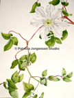 CLEMATIS SPRAY, I.S:41x29cm F.S:61x49cm Watercolour ‚Ç¨2,000