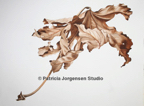 WINTER FATSIA LEAF, I.S:60x46cm F.S:82x68cm Watercolour ‚Ç¨3,000