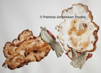 LEDGE FUNGUS, I.S:45x60cm F.S:68x82cm Waatercolour ‚Ç¨3,000