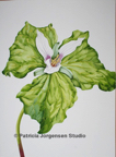 TRILLIUM, I.S:72x53cm F.S:108x88cm Watercolour ‚Ç¨5.500