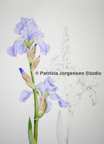 IRIS 'JANE PHILLIPS', I.S:51x36cm F.S:71x56cm Watercolour and Pe