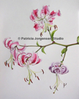 LILIUM speciosum, I.S:39x29cm F.S:59x49cm Watercolour ‚Ç¨900