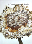 ARTICHOKE(2), I.S:76x54cm F.S:105x81cm Watercolour ‚Ç¨4,500