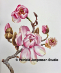 MAGNOLIA Cambellii I.S:46x36cm F.S:71x58cm Watercolour