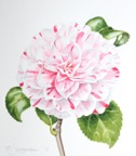 CAMELLIA LAVINIA MAGGI