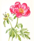 peony